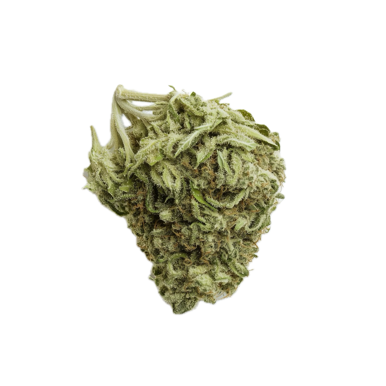 Barongo 28/1 DR "El Jefe"