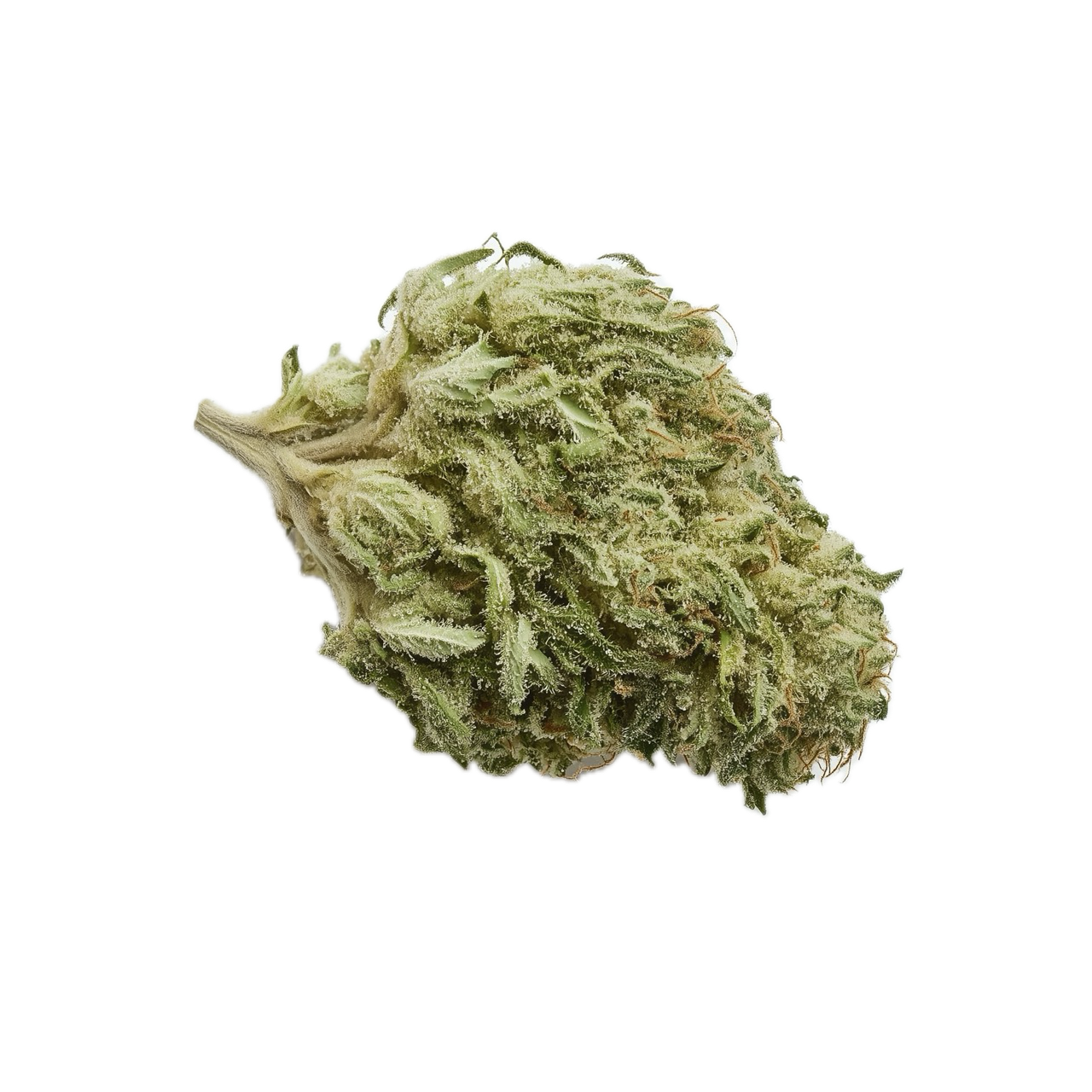 Beacon 23/1 GO "Galactica OG"