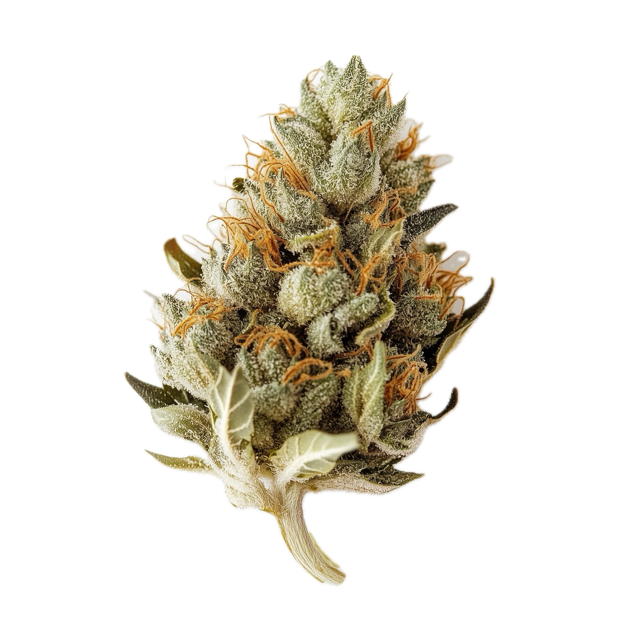 420 Evolution 33/1 MFG "Modified Grapes"