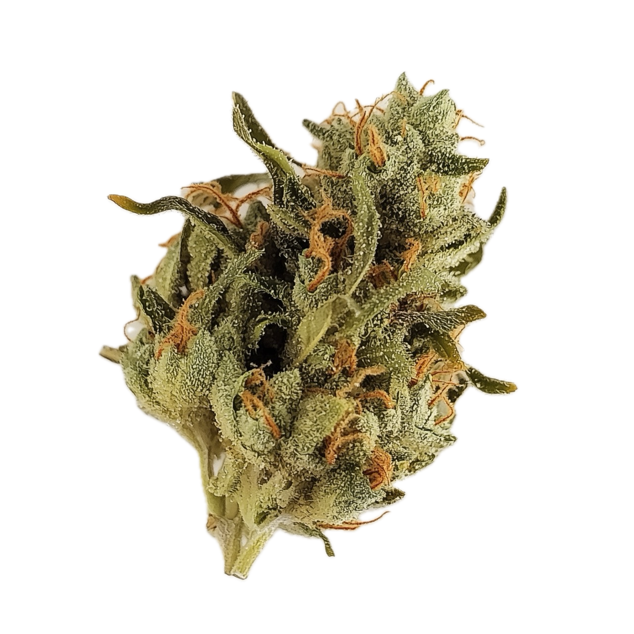 Sumo PAB 25/1 "Papaya Bomb"