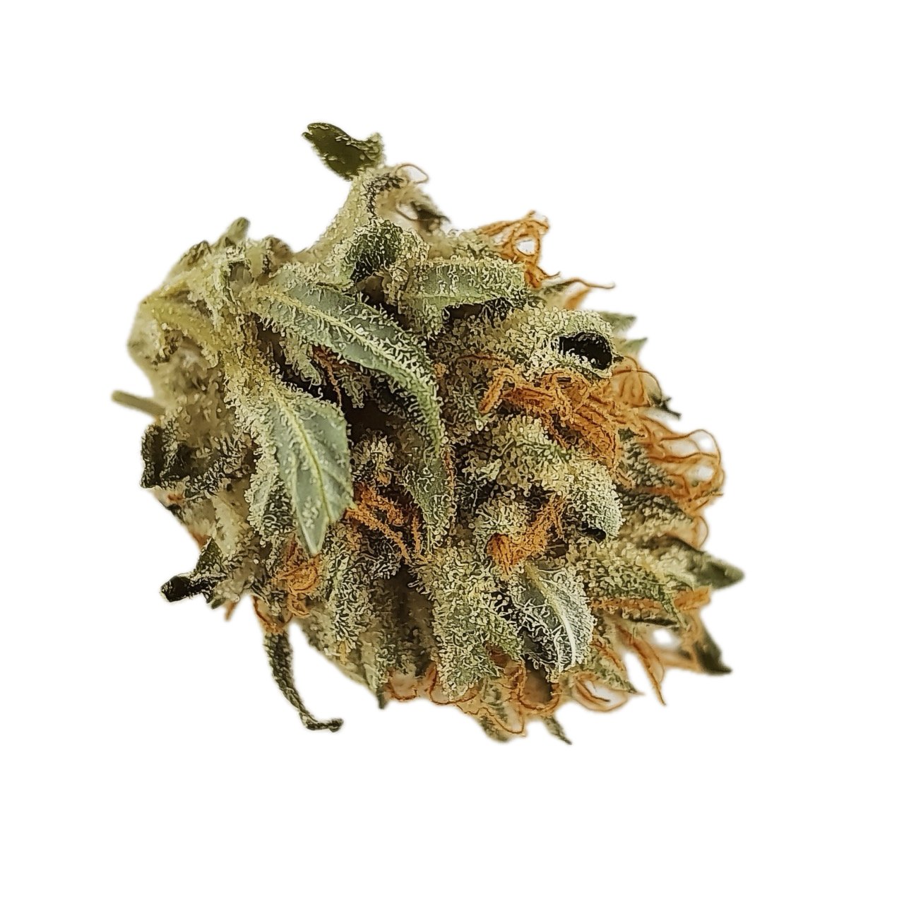 Pedanios 26/1 EHD-CA "Electric Honeydew"