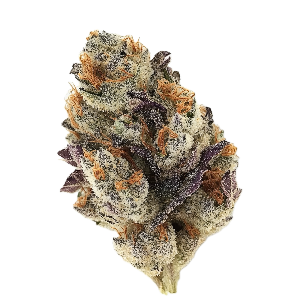 Pedanios 31/1 CMK-CA "Chemango Kush"