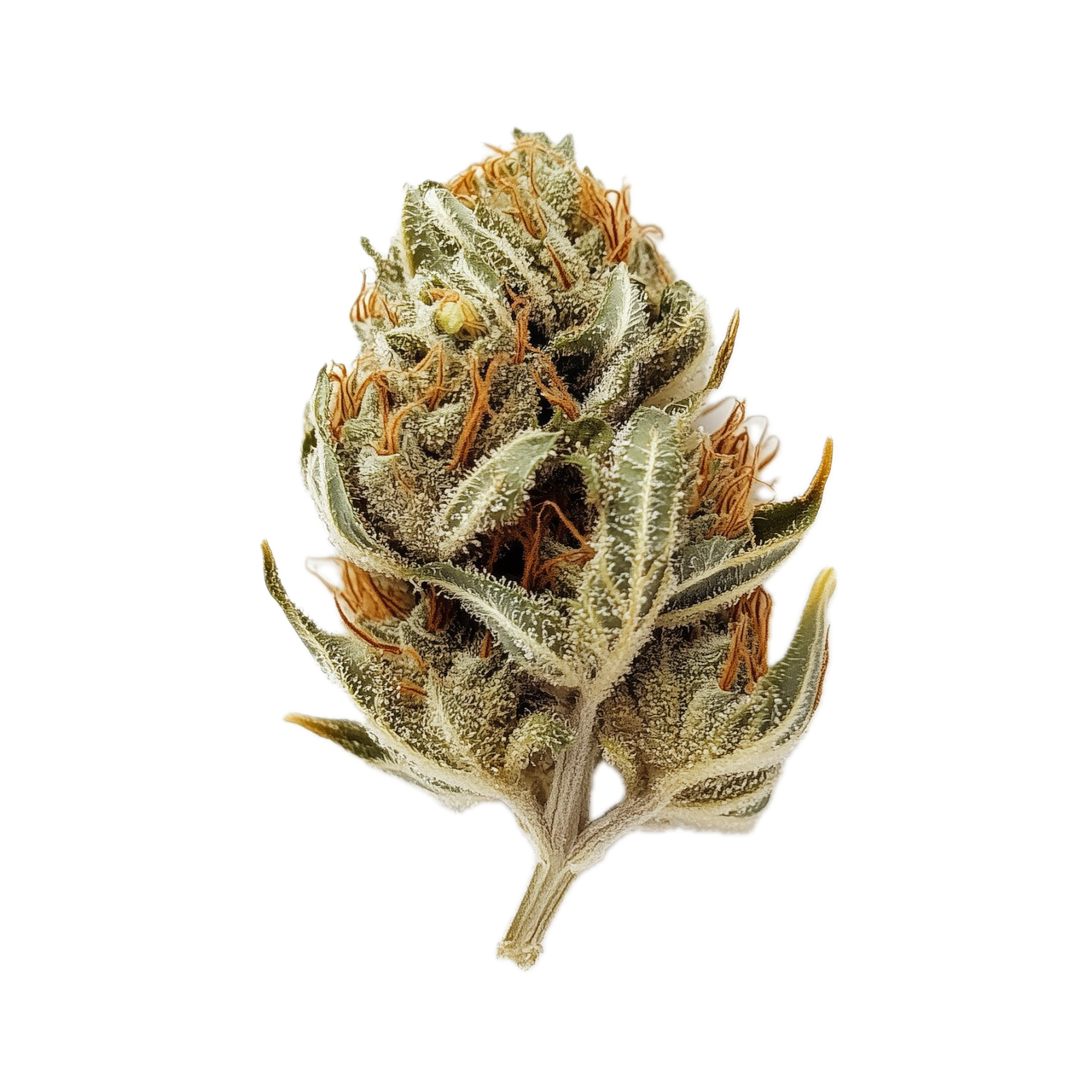 420 Evolution 25/1 CA CAP "Cap Junky"