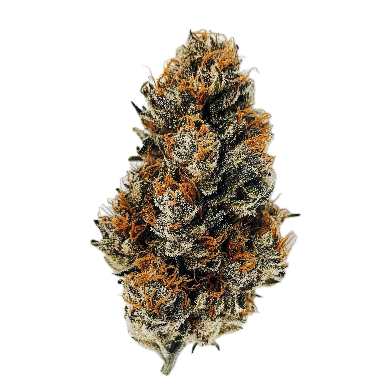 Social Choice 24/1 SEN GTH "Ghost Train Haze"