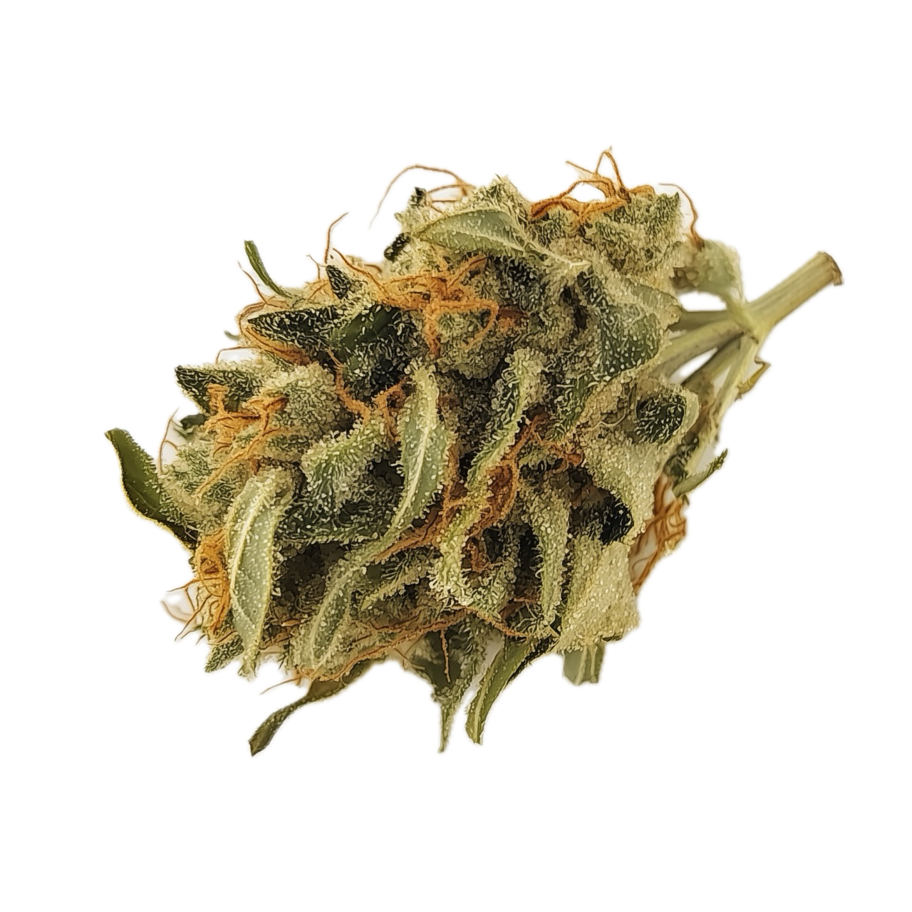 DEMECAN Craft D-Jungle 28/1 "Purple-Punch x Jungle Cake"