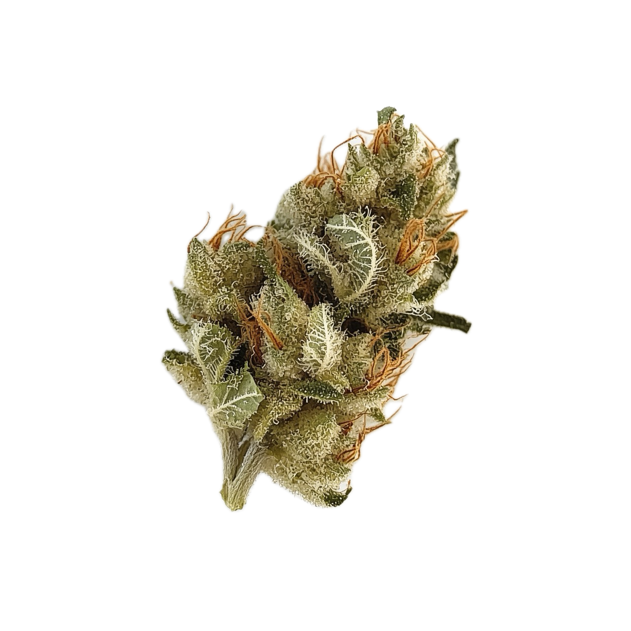 Aleph Amber 26/1 "Mango Kush"