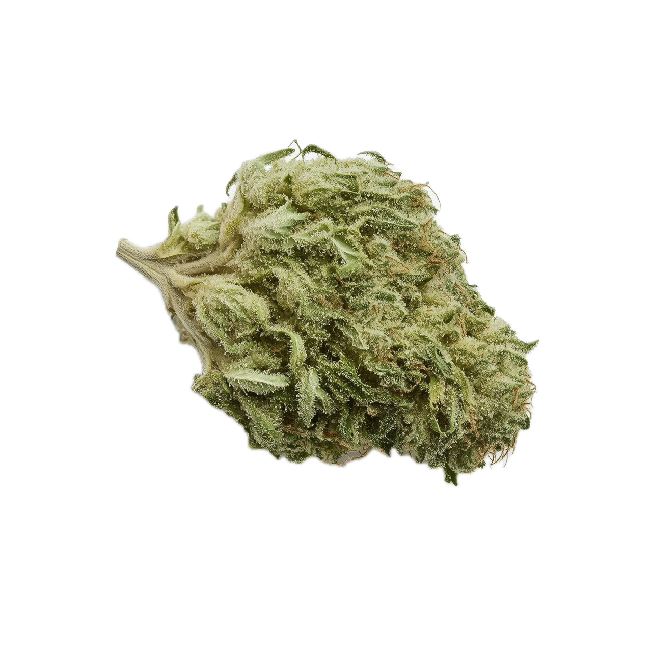 Cannamedical Balanced Forte 8/13 "Mango Haze"