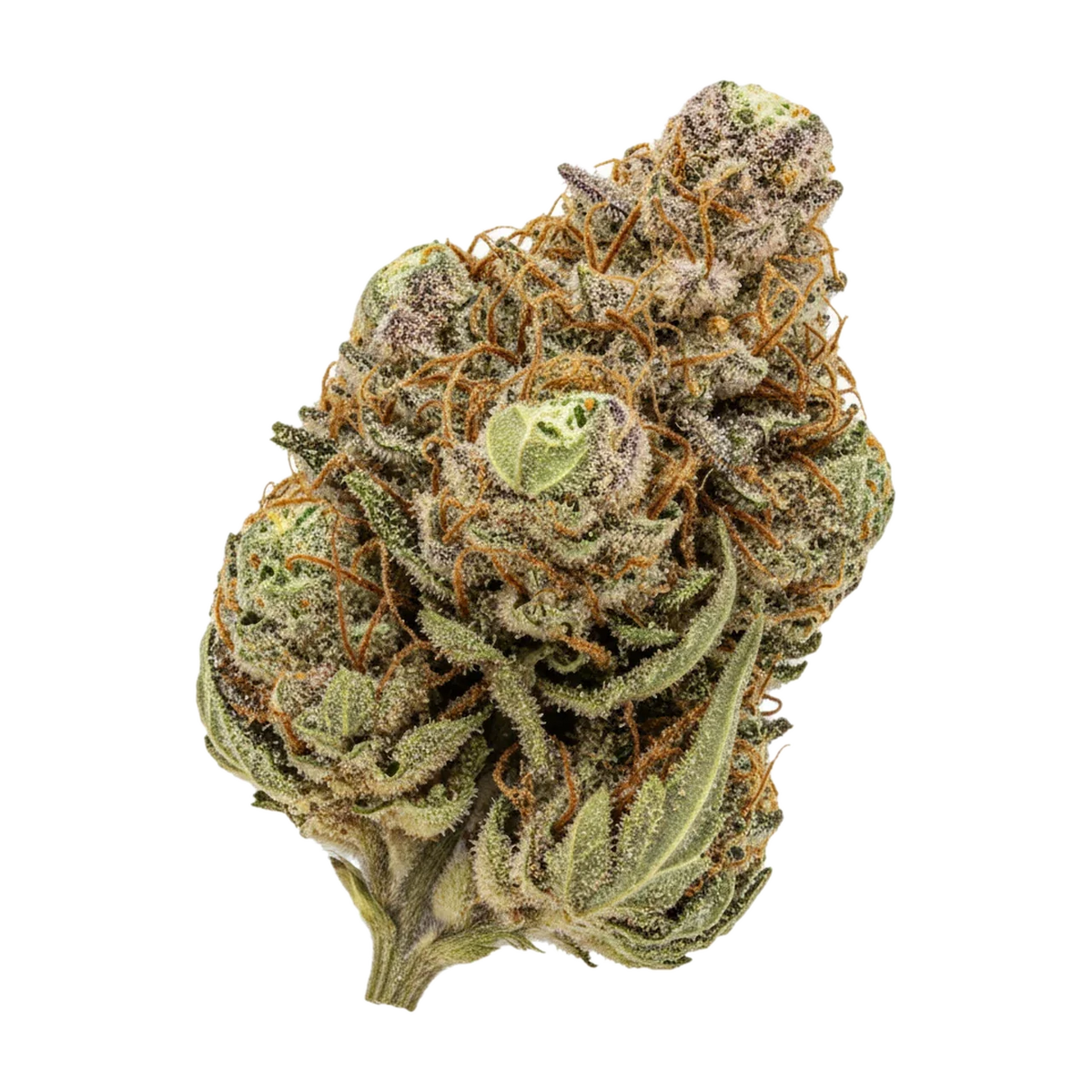 KI-generierte Illustration einer Cannabisblüte, zeigt nicht die tatsächliche Charge – 420 Evolution 30/1 SCM "Scented Marker"