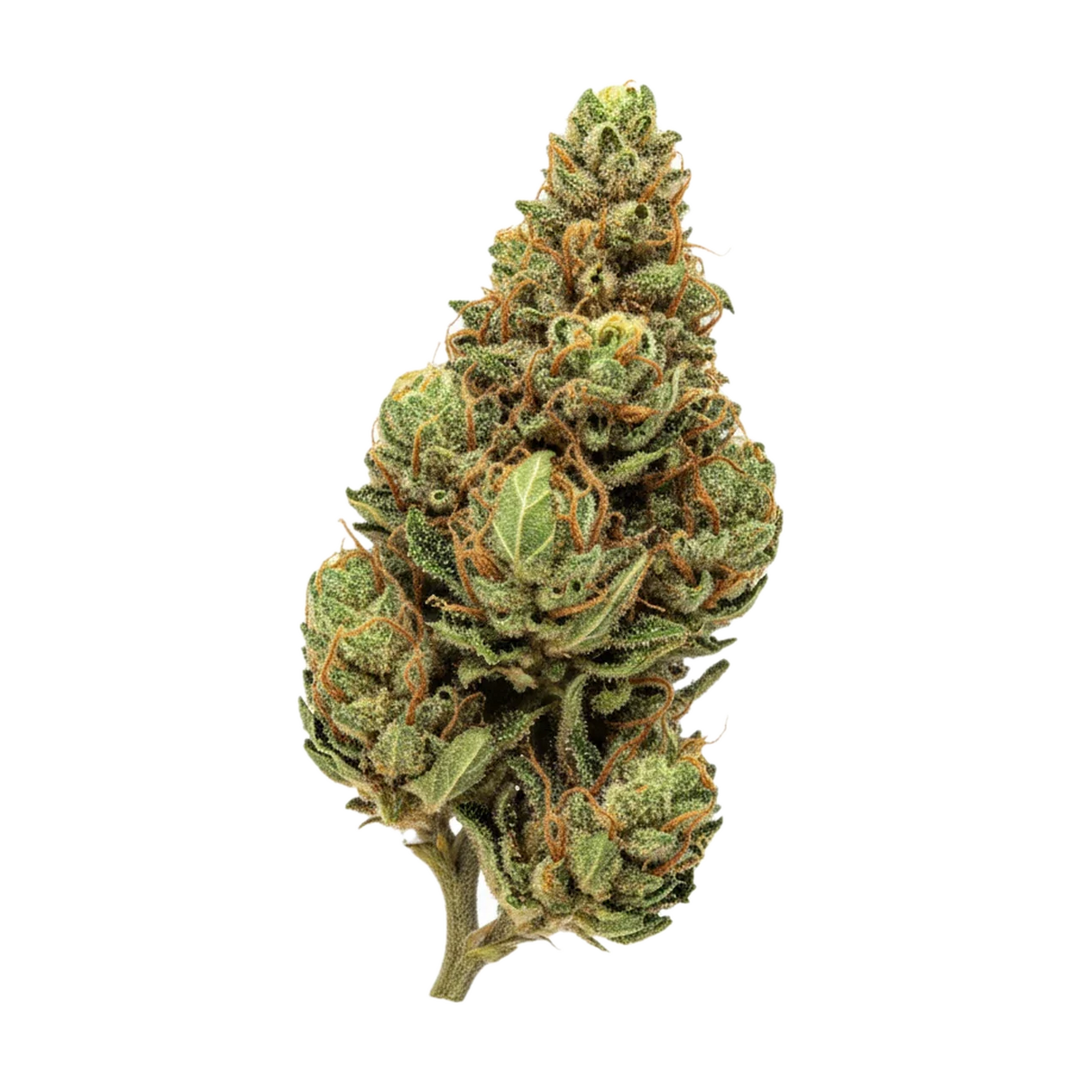 KI-generierte Illustration einer Cannabisblüte, zeigt nicht die tatsächliche Charge – Pedanios 29/1 SRD-CA "Sourdough"
