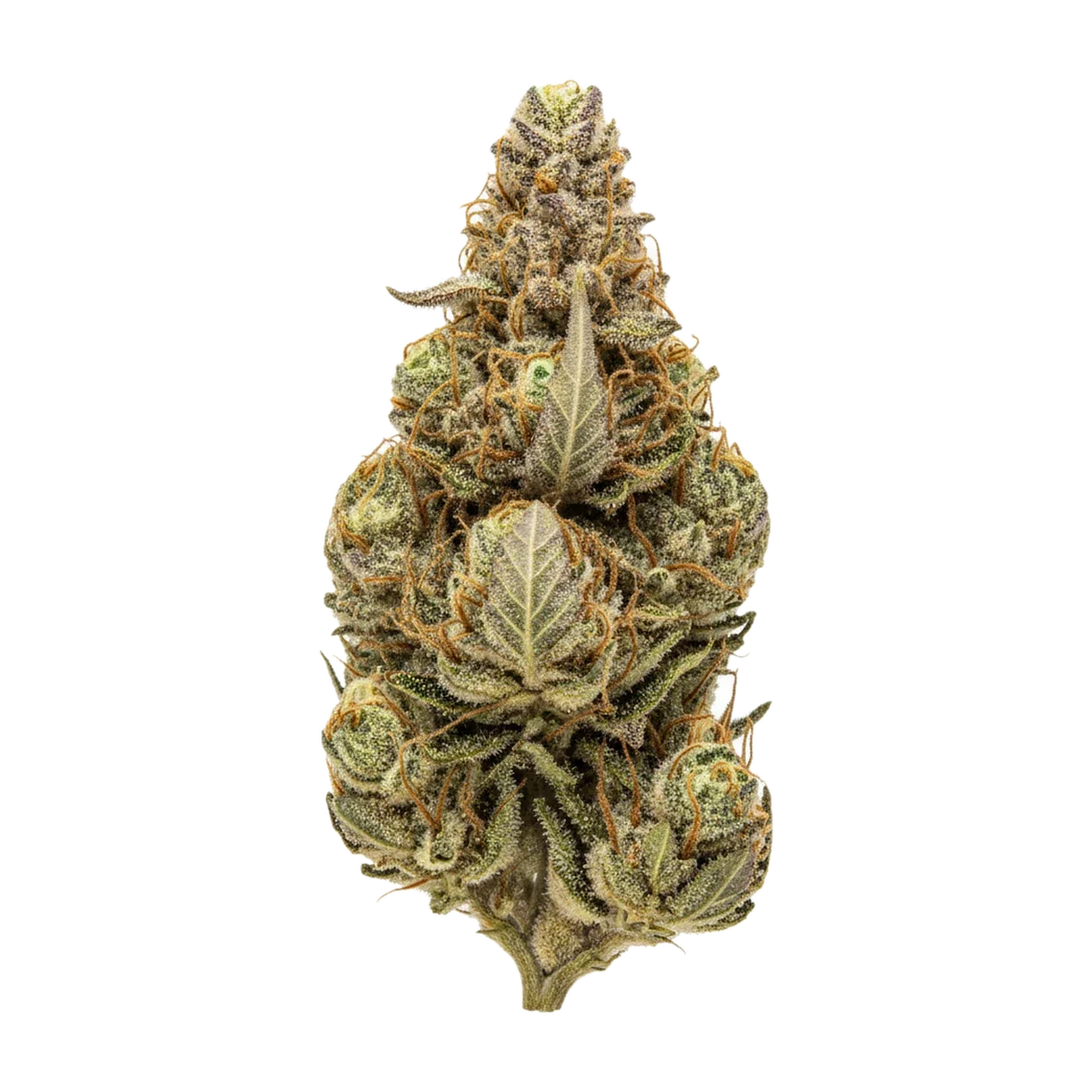 KI-generierte Illustration einer Cannabisblüte, zeigt nicht die tatsächliche Charge – San Raf 27/1 PNK "Pink OG Kush"