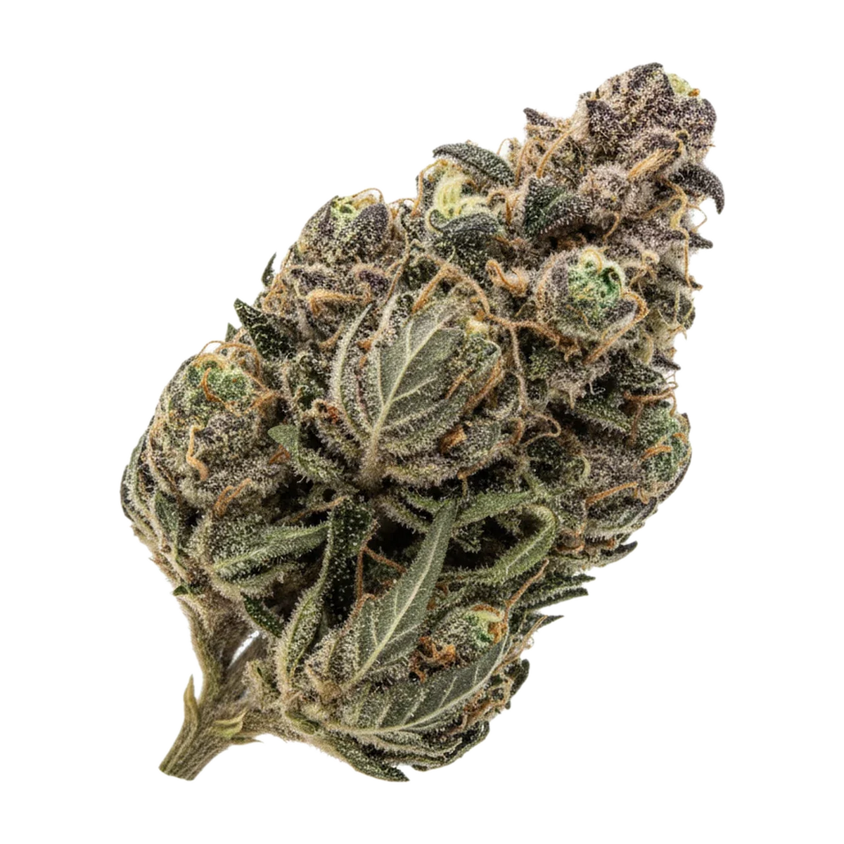 KI-generierte Illustration einer Cannabisblüte, zeigt nicht die tatsächliche Charge – slouu 27/1 SBS "Sugar Berry Sorbet"