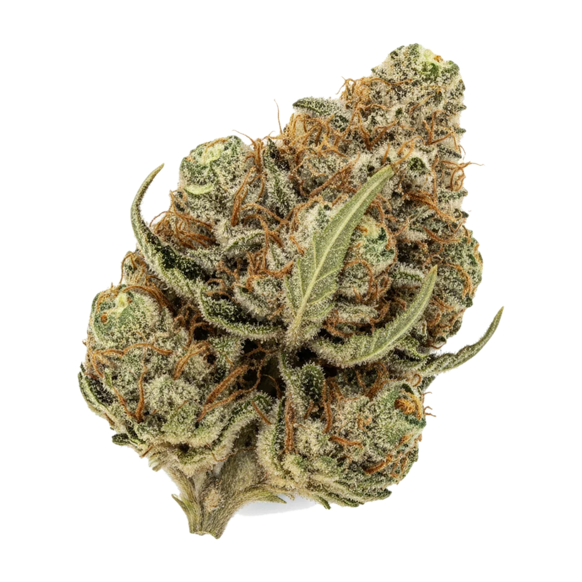 KI-generierte Illustration einer Cannabisblüte, zeigt nicht die tatsächliche Charge – Hi Society 28/1 CK "Creamy Kush"