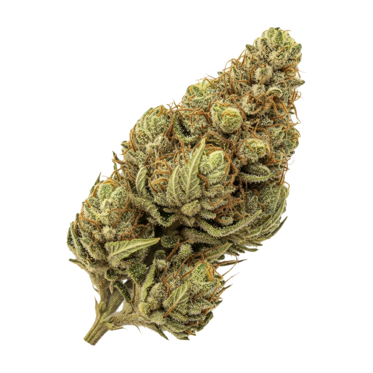 KI-generierte Illustration einer Cannabisblüte, zeigt nicht die tatsächliche Charge – Vasco x Cipher 26/1 BL "Blue Lobster"