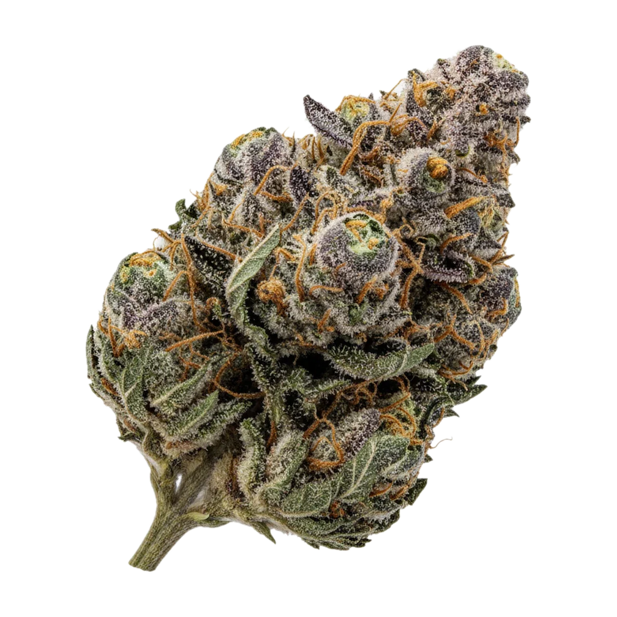 KI-generierte Illustration einer Cannabisblüte, zeigt nicht die tatsächliche Charge – Vasco x Cipher 28/1 BB "Blueberry Banana"
