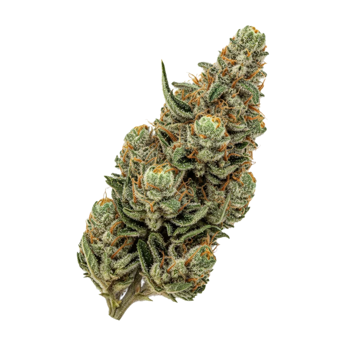 KI-generierte Illustration einer Cannabisblüte, zeigt nicht die tatsächliche Charge – ZOIKS 33/1 LKV2 "Lime Kush 2.0"